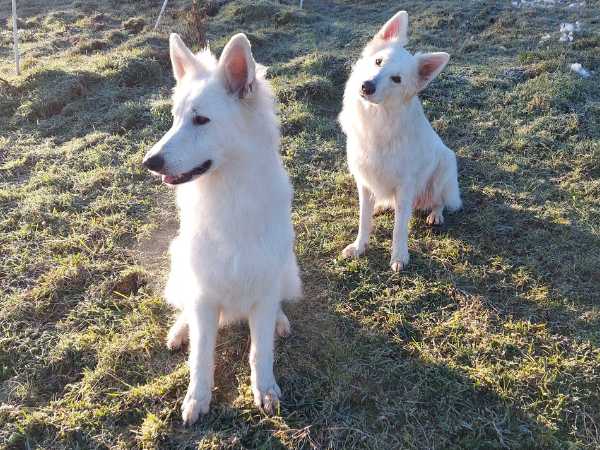 Die beiden weissen Schäferhunde sitzen im Gras