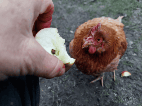 Braunes, altes Huhn knabbert an Mariannes Apfel