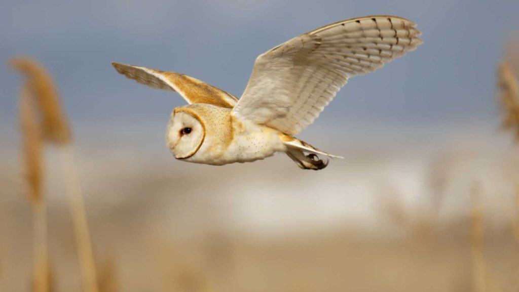 In der Naturreichverbundenen Energetik geht es auch um Tierverbindung. Hier eine Schleiereule im Flug