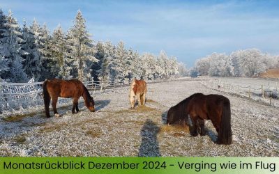 Monatsrückblick Dezember 2024 – Verging wie im Flug