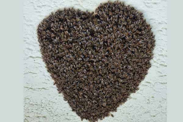 Ein Bienenschwarm an der weissen Stallwand in Form eines Herzens