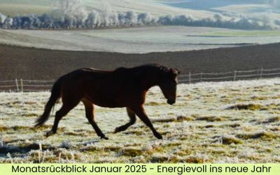 Monatsrückblick Januar 2025 – Energievoll ins neue Jahr