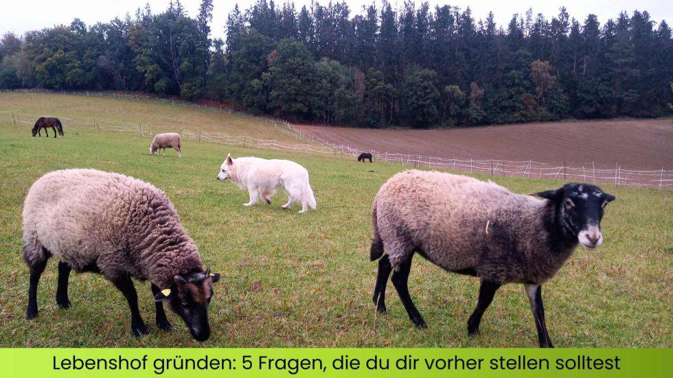 Lebenshof gründen und Tieren eine Heimat geben. Im Bild Schafe, Hunde, Pferde des Lebenshofes auf der Weide