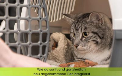 20 + Tipps, wie du sanft und ganzheitlich neu aufgenommene Tiere integrieren kannst