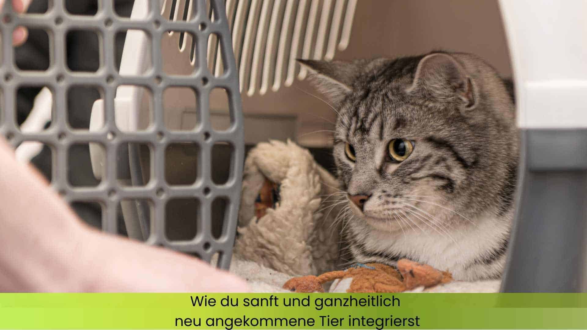 Katze in einer Transportbox, die Tür wird geöffnet und eine Hand nähert sich langsam.