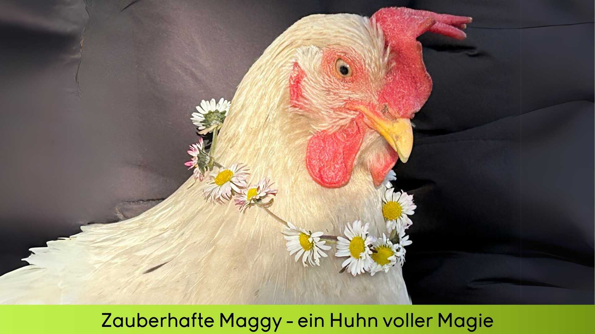 Huhn Maggy hat einen Kranz von Gänseblümchen um den Hals hängen und sitzt gemütlich auf dem Arm ihres Menschen