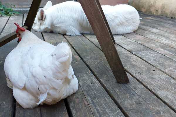 Huhn Maggy und Schäferhund Joschi liegen gemeinsam unterm Gartentisch