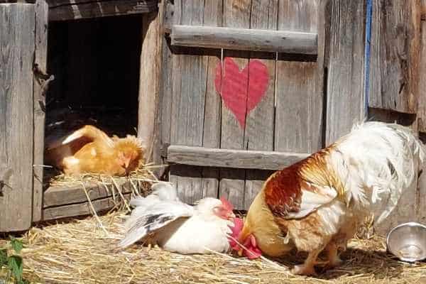 Huhn Maggy mit den anderen Hühnern bei Sonnenbaden